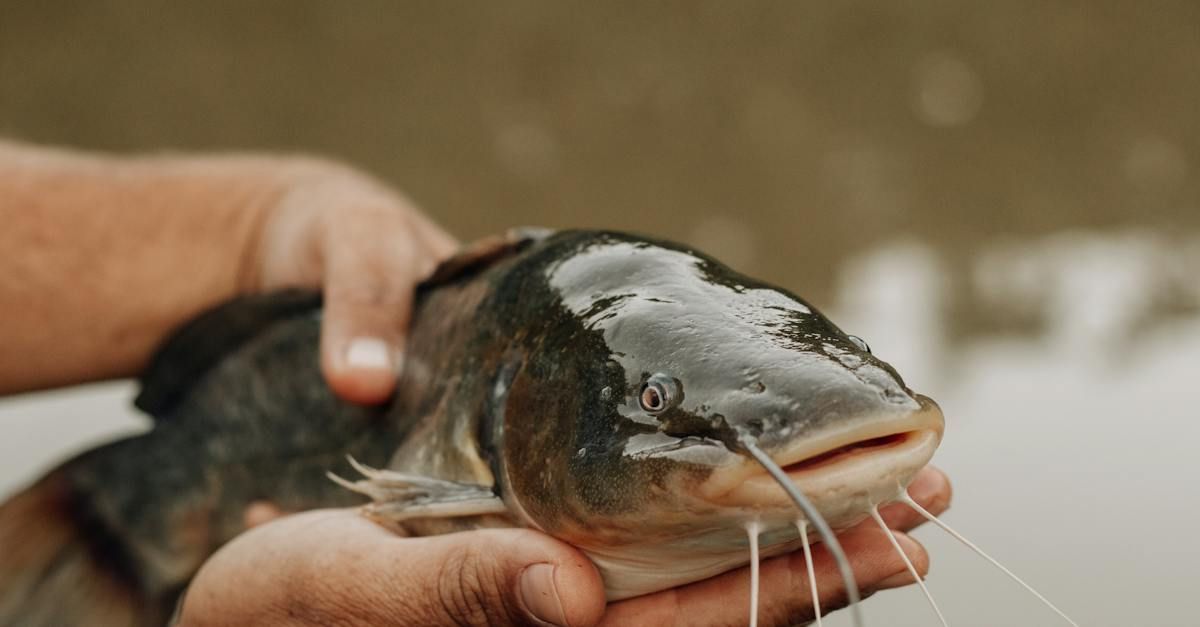 National Catfish Day Honors Farm-Raised Tradition