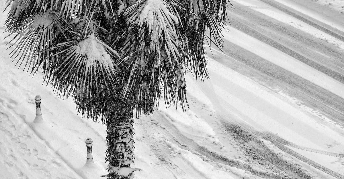 a black and white photo of a palm tree covered in snow.
