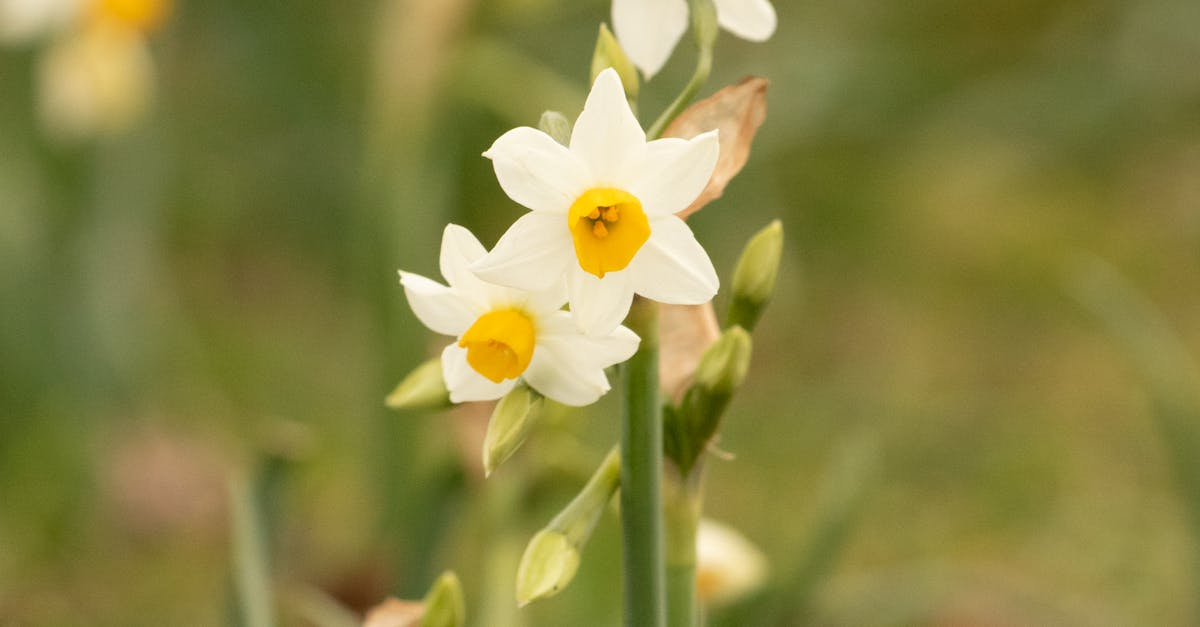 Welcome March (2026) by Sue Cartwright, Spiral Leaf