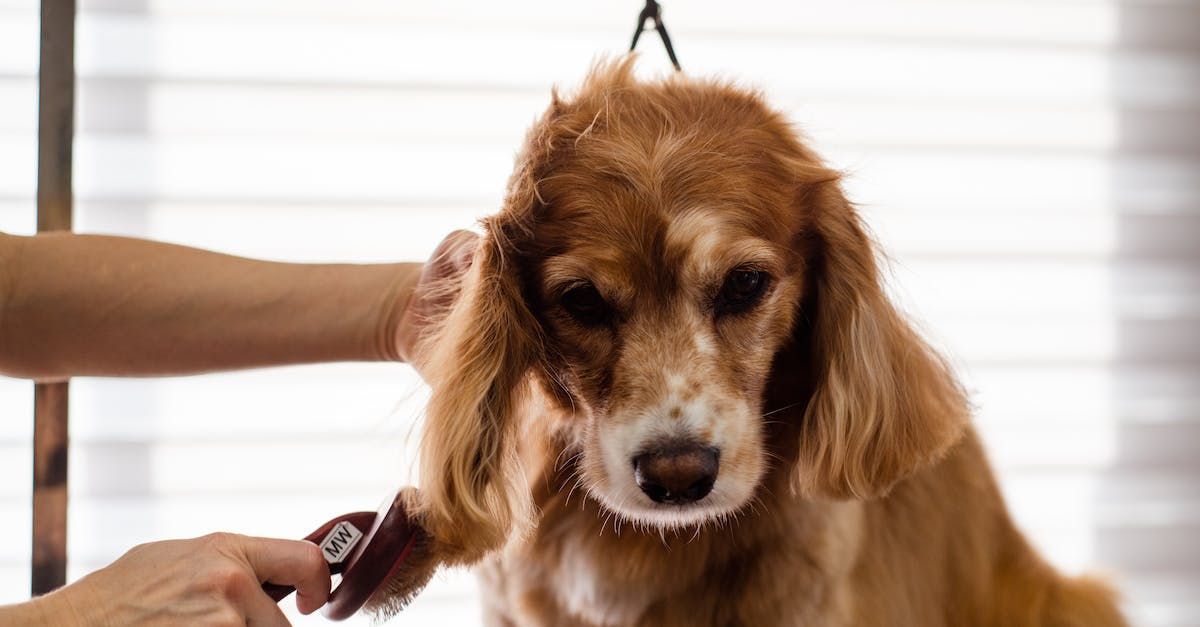 A person is brushing a dog 's hair with a brush.