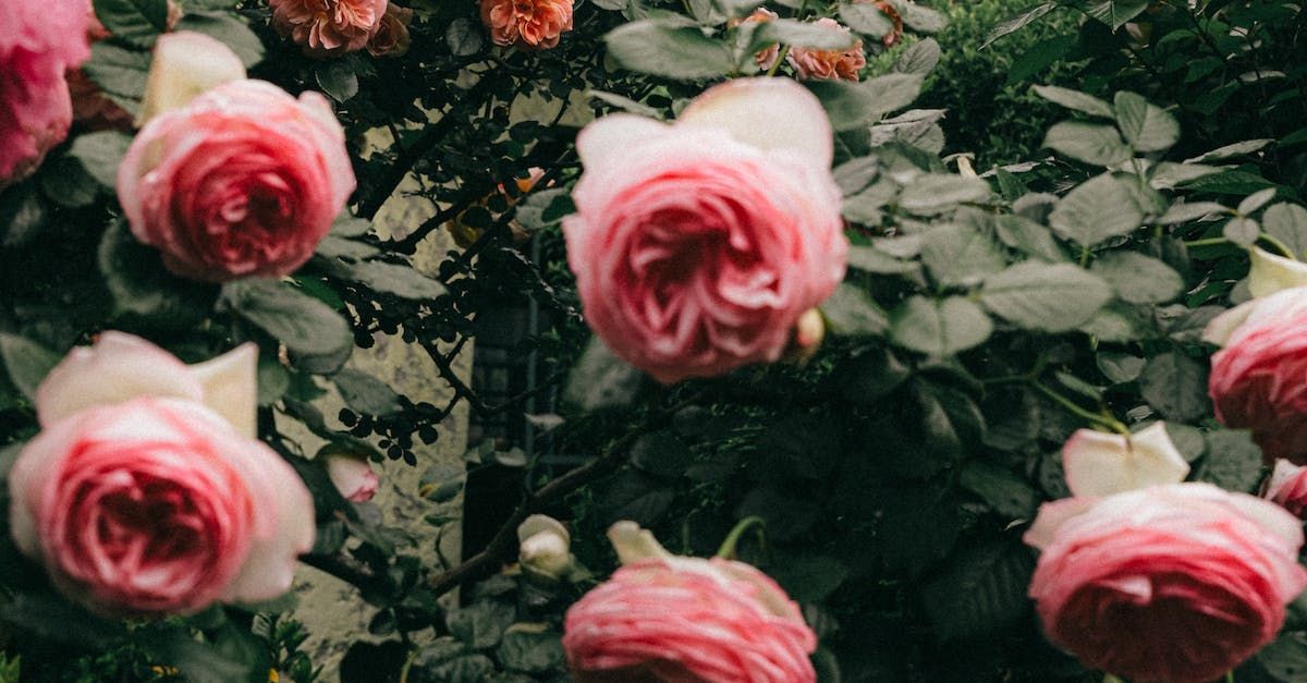 Pink roses blooming from the earth