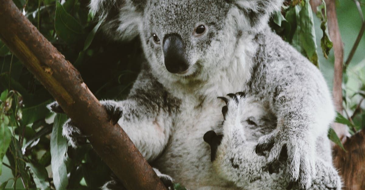 A koala bear is sitting on a tree branch.