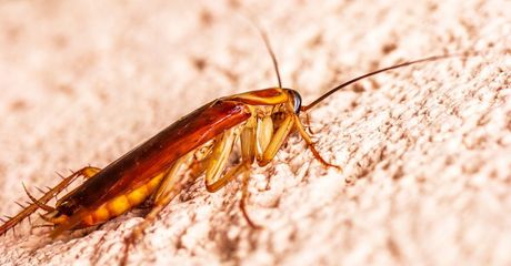 A cockroach is crawling on a wall.