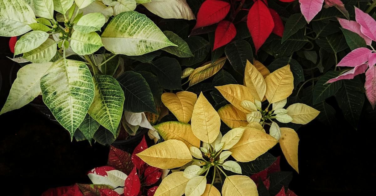 Poinsettia 