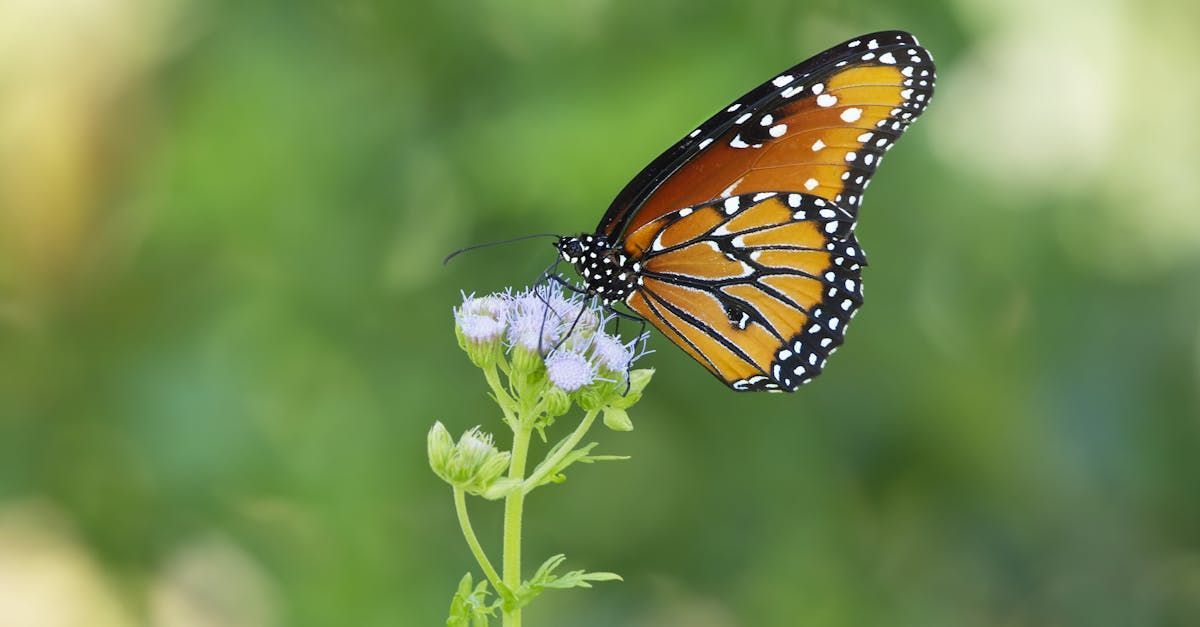 Welcome May - A Poem by Sue Cartwright, Spiral Leaf