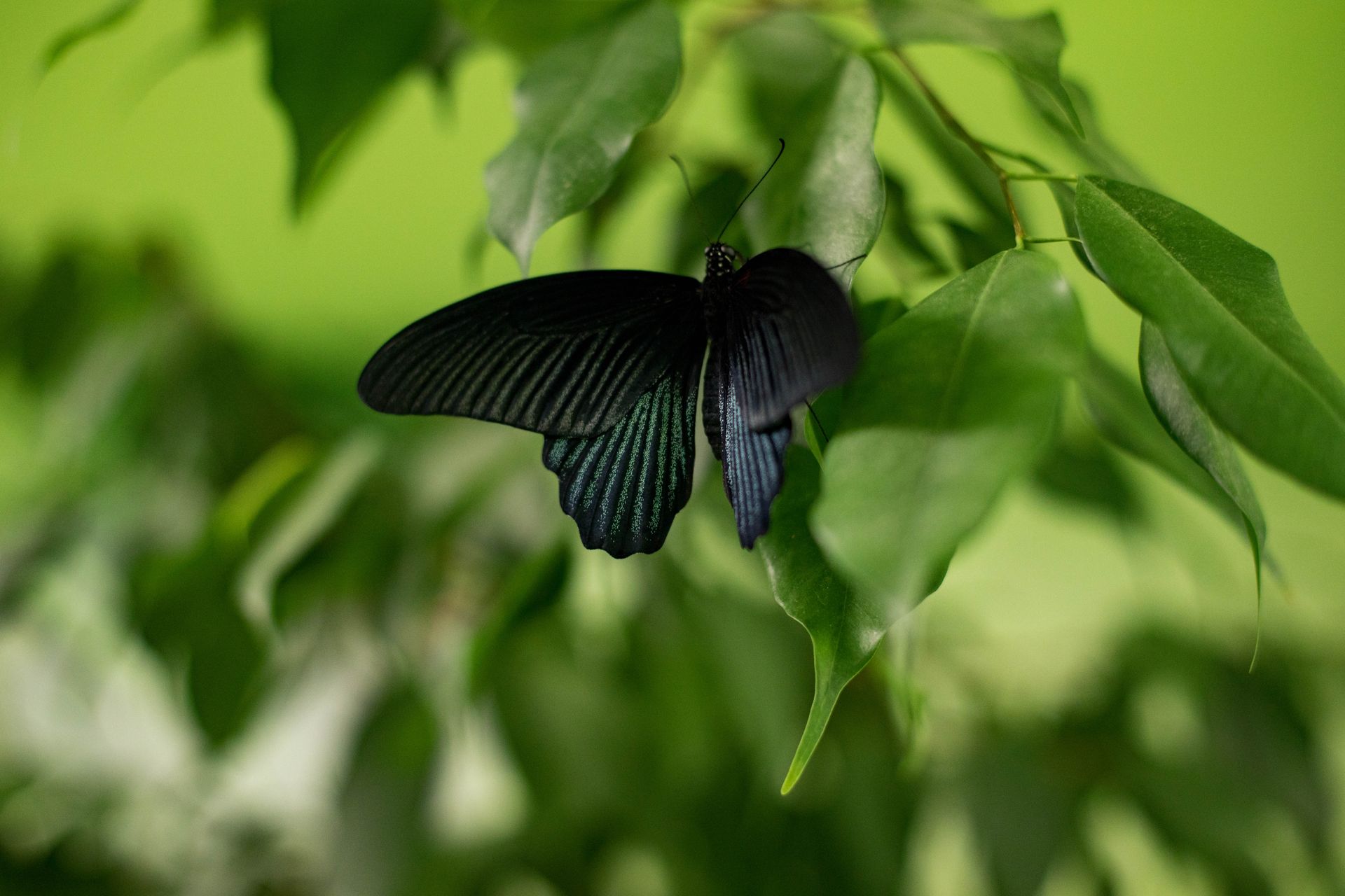a black butterfly is perched on a green leaf