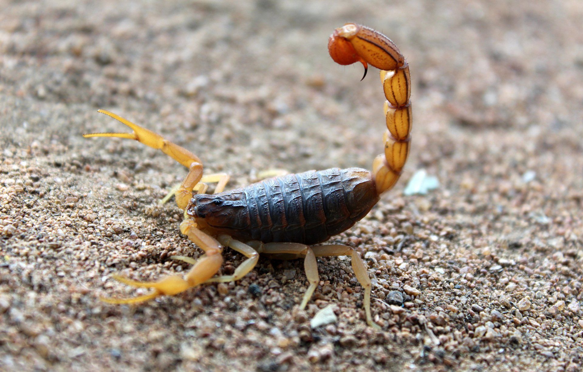 A close up of a scorpion on the ground.