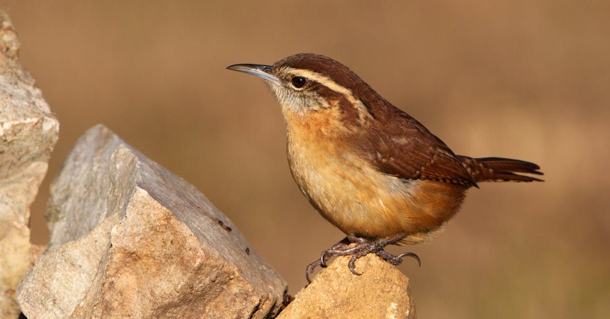 Carolina Wren