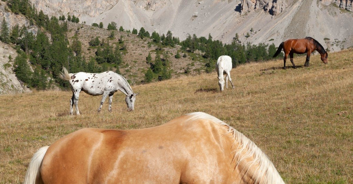 A group of horses grazing in a field with mountains in the background.