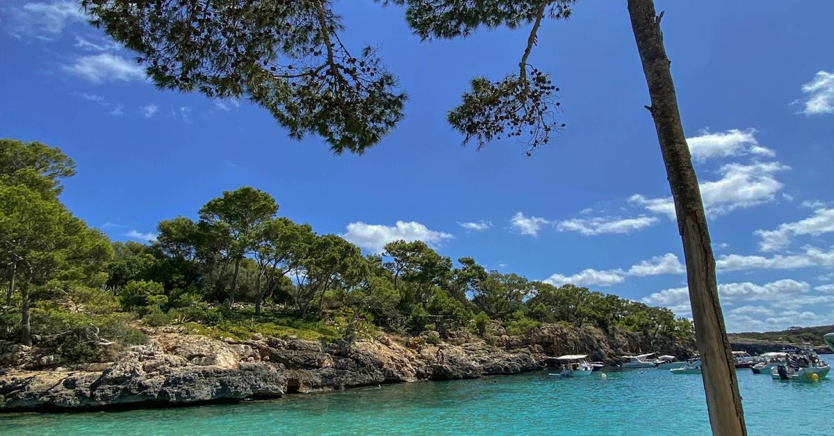 A tree stands in front of a body of water