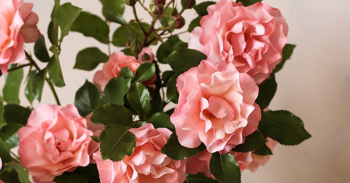 Un bouquet de roses roses avec des feuilles vertes sur fond blanc.