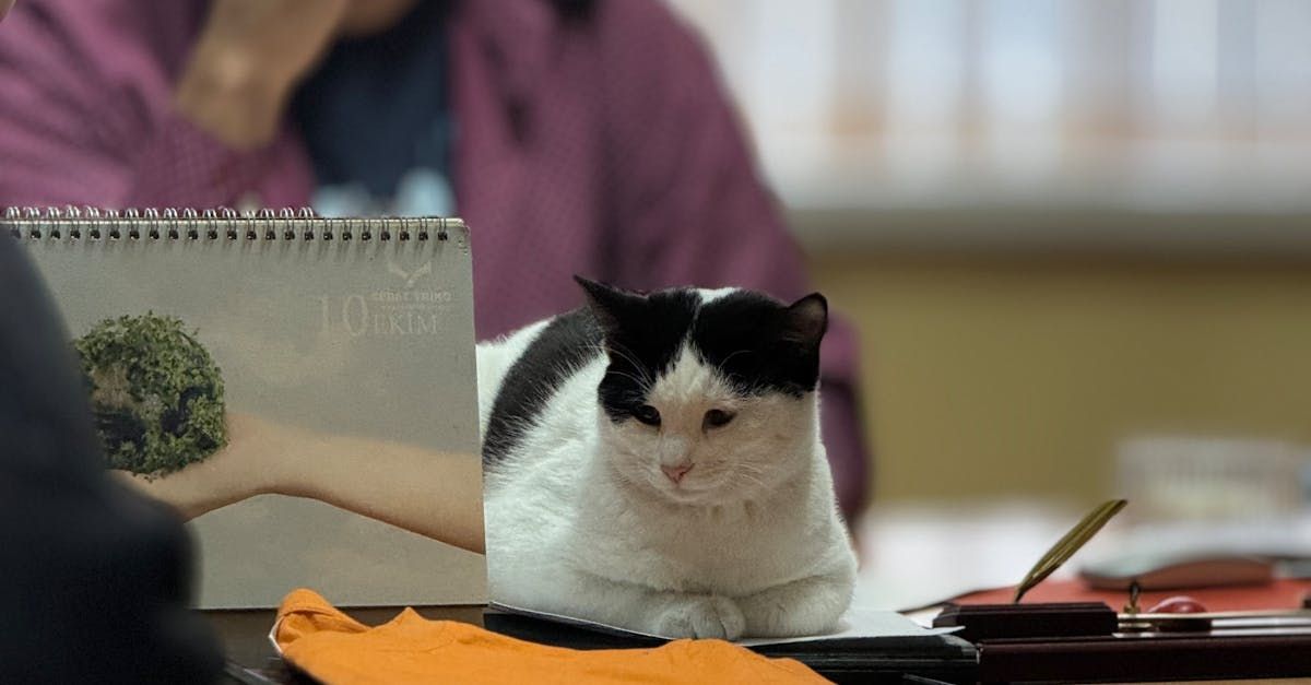 A black and white cat is sitting on a desk in front of a calendar.