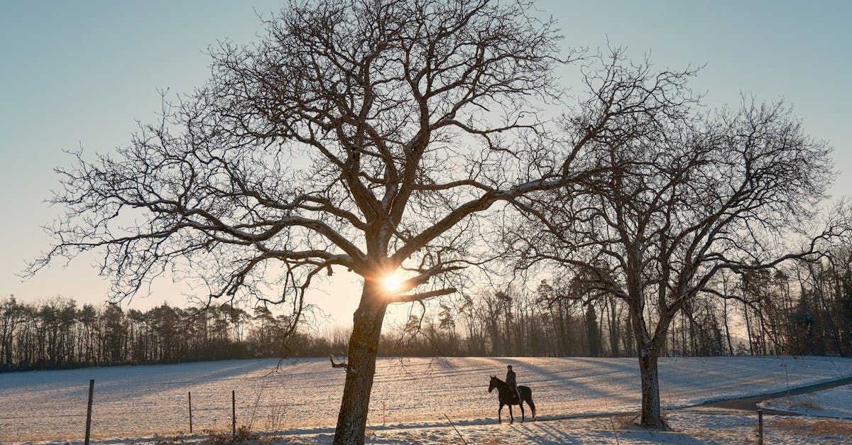 A man is riding a horse in a snowy field.