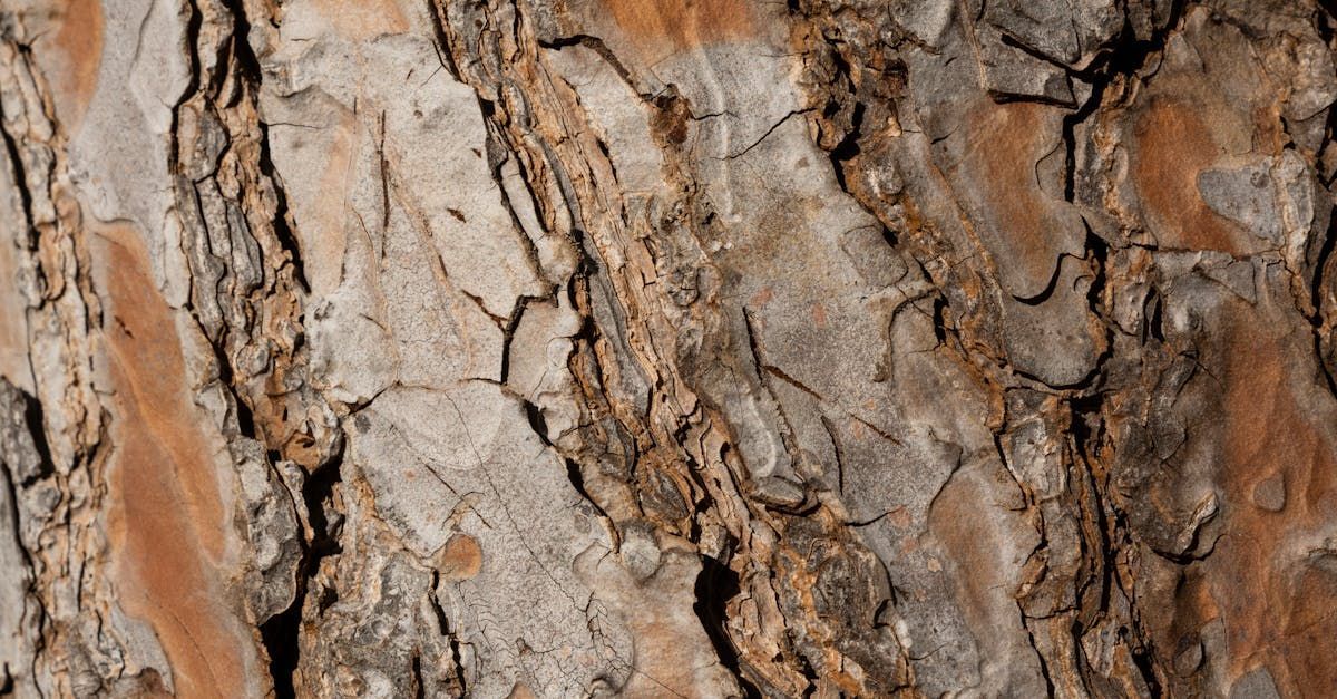 A close up of the bark of a pine tree.