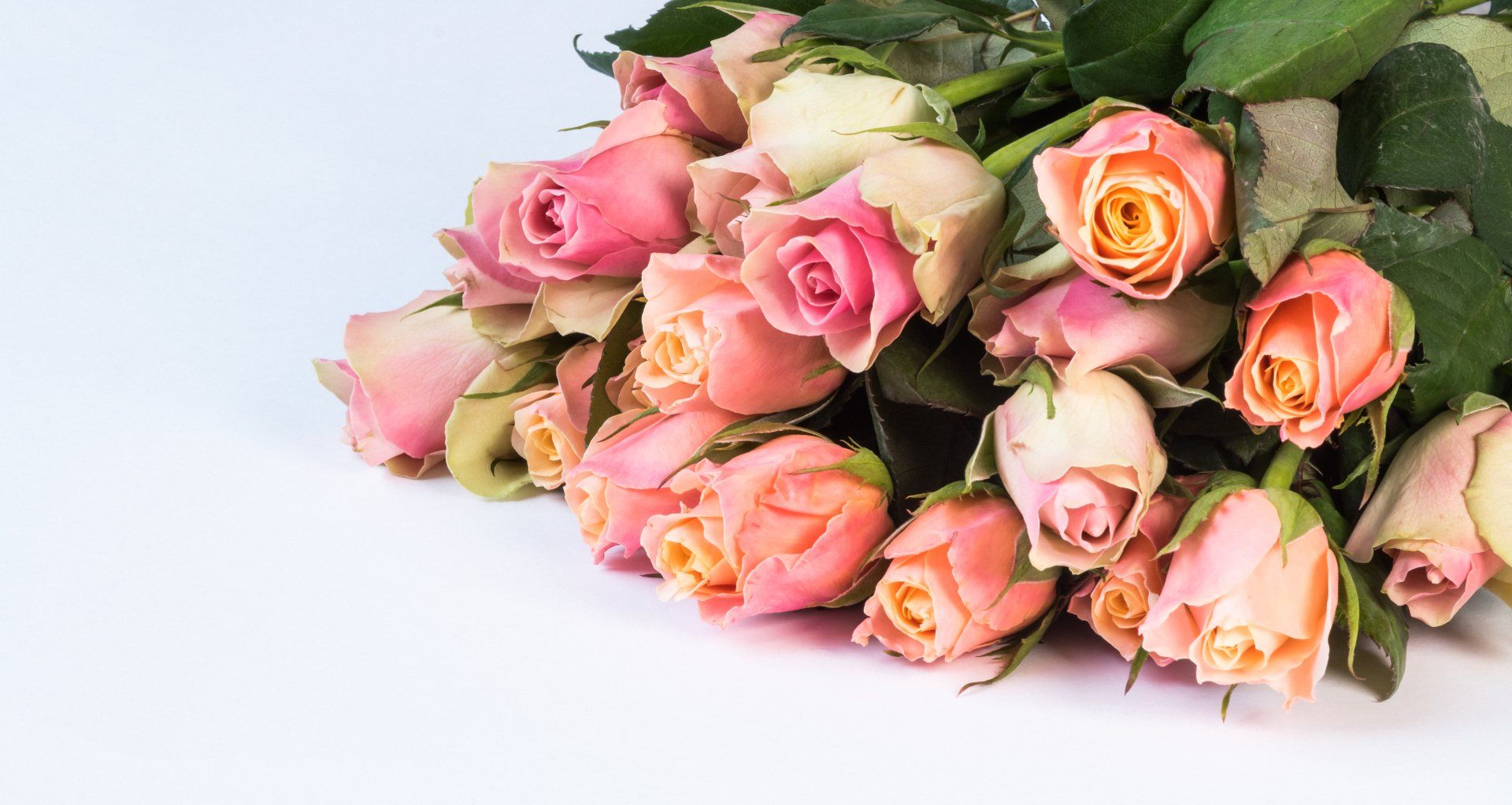 a bunch of pink and orange roses on a white background