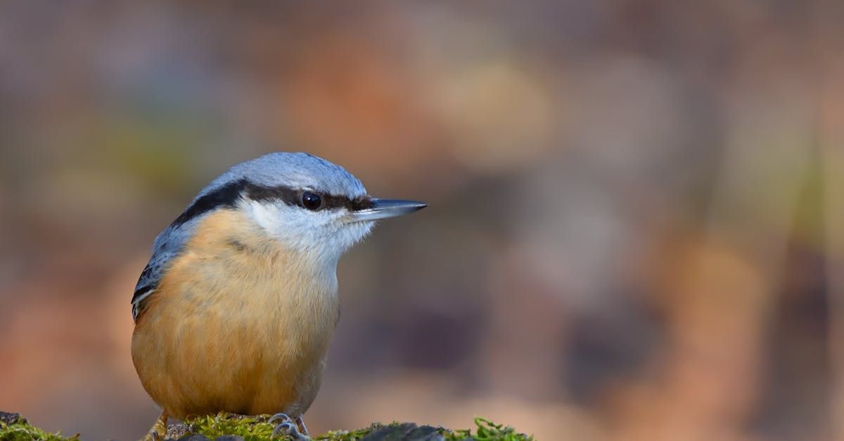 A small bird is perched on a mossy rock.
