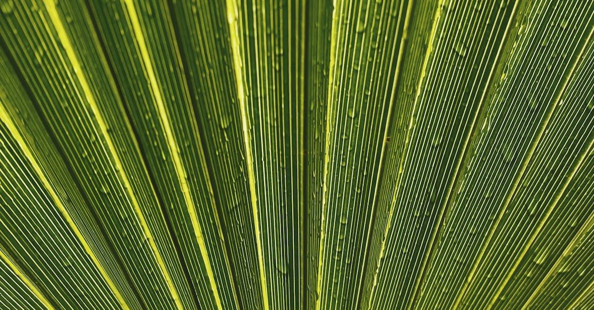 A close up of a green and yellow palm leaf.