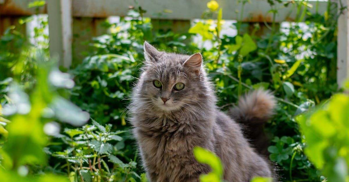 Effective Cat Repellent Solutions for Homeowners