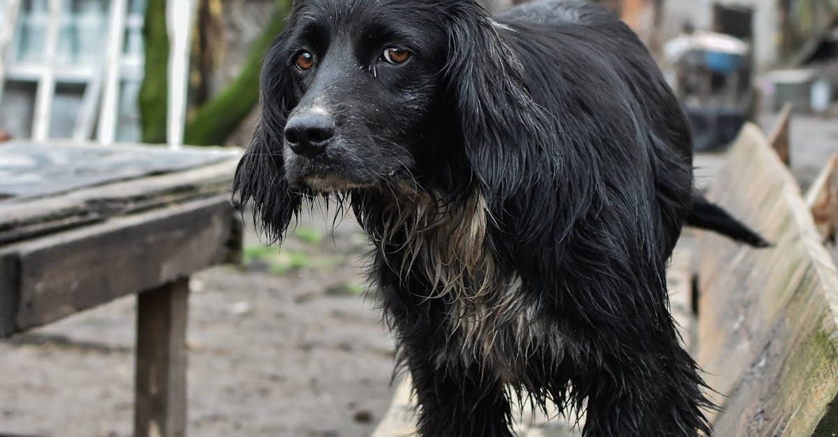 matted and muddy dog