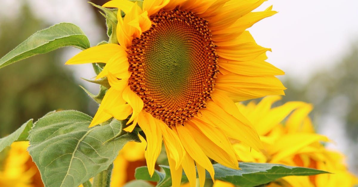 Yellow sunflower with large petals, green center, and leaves.