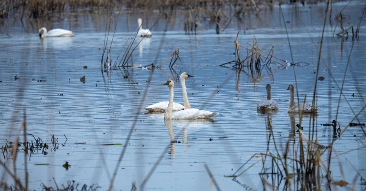 A group of swans are swimming in a lake.