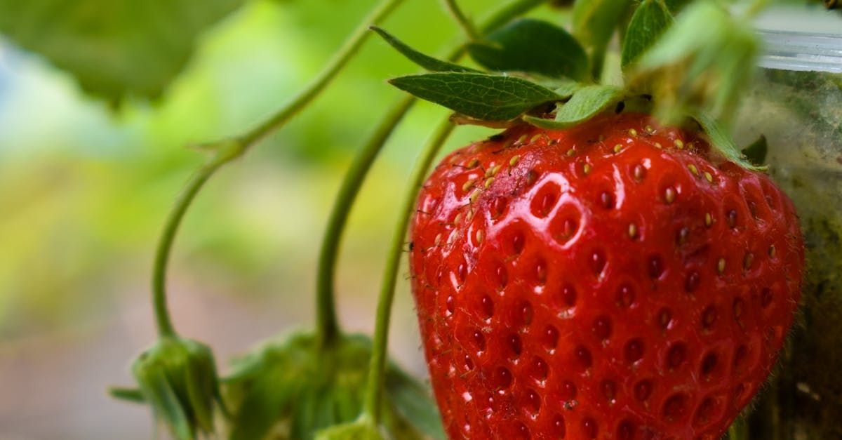 Welcome June - A Poem by Sue Cartwright, Spiral Leaf