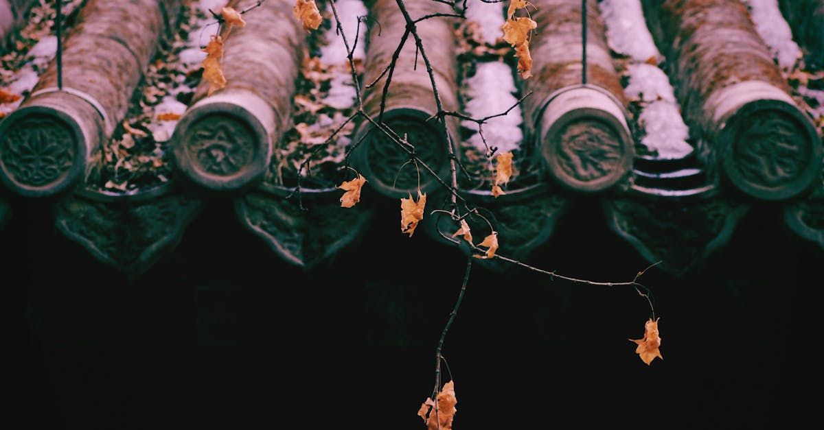 A close up of a roof with snow on it and leaves hanging from it.