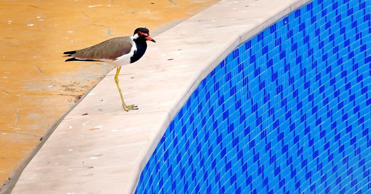 A bird is standing on the edge of a swimming pool.