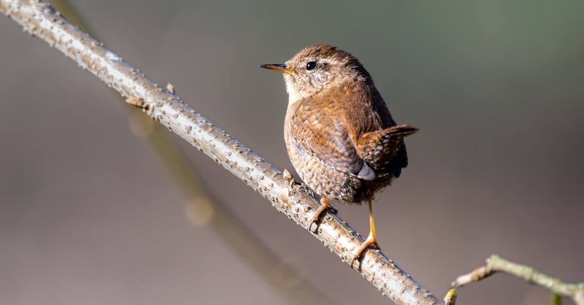 A small bird is perched on a birdhouse with a stick in its beak