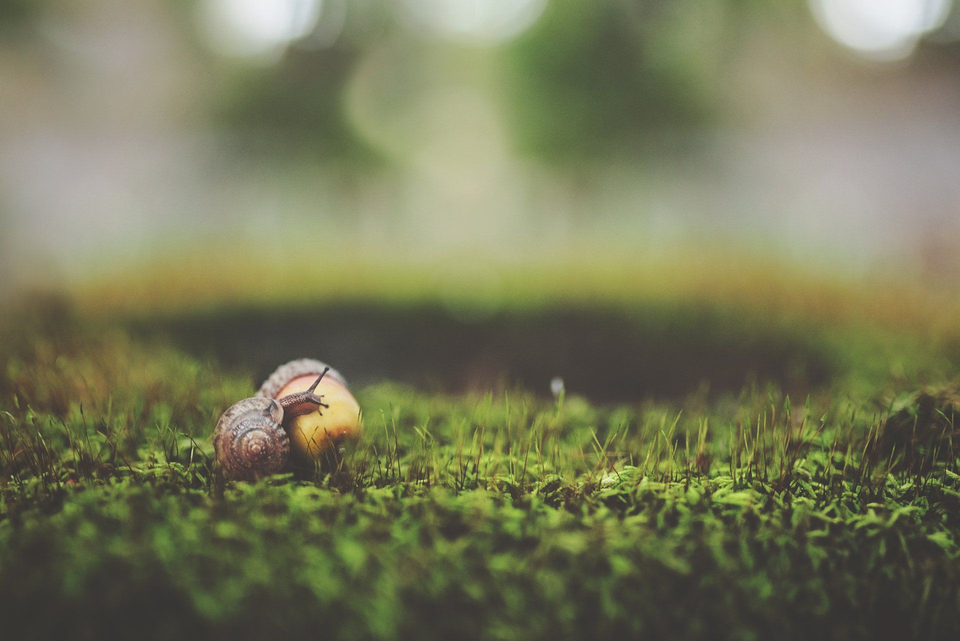 acorn on the grass