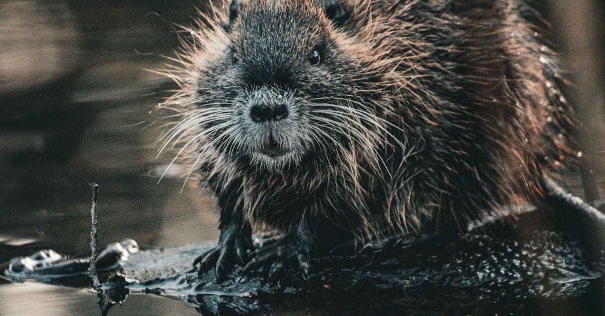 beaver removal near me