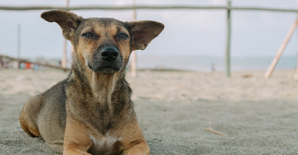 dog run fence illinois