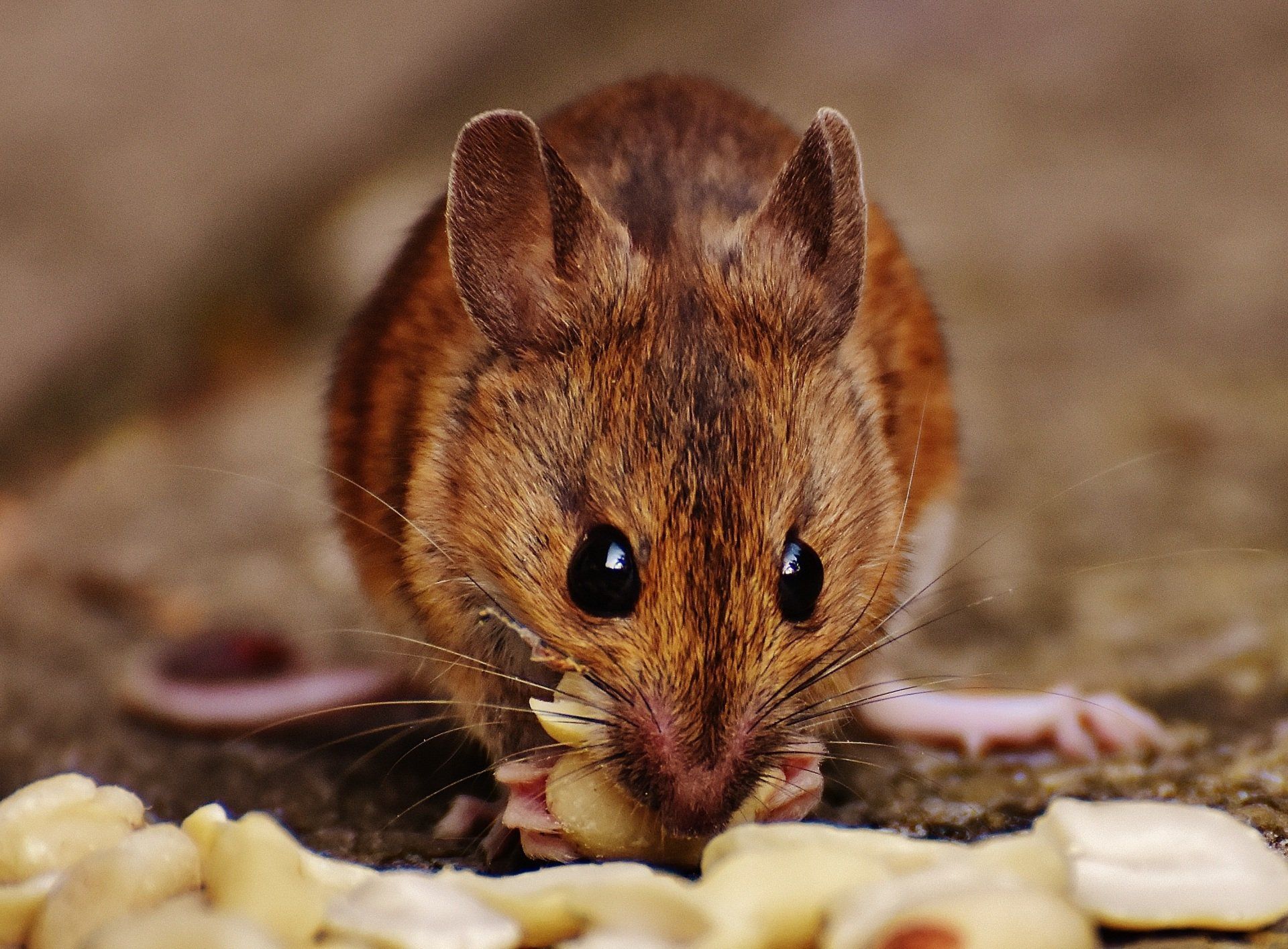 humane mouse traps, lazy cats, best peanut butter, mom fails