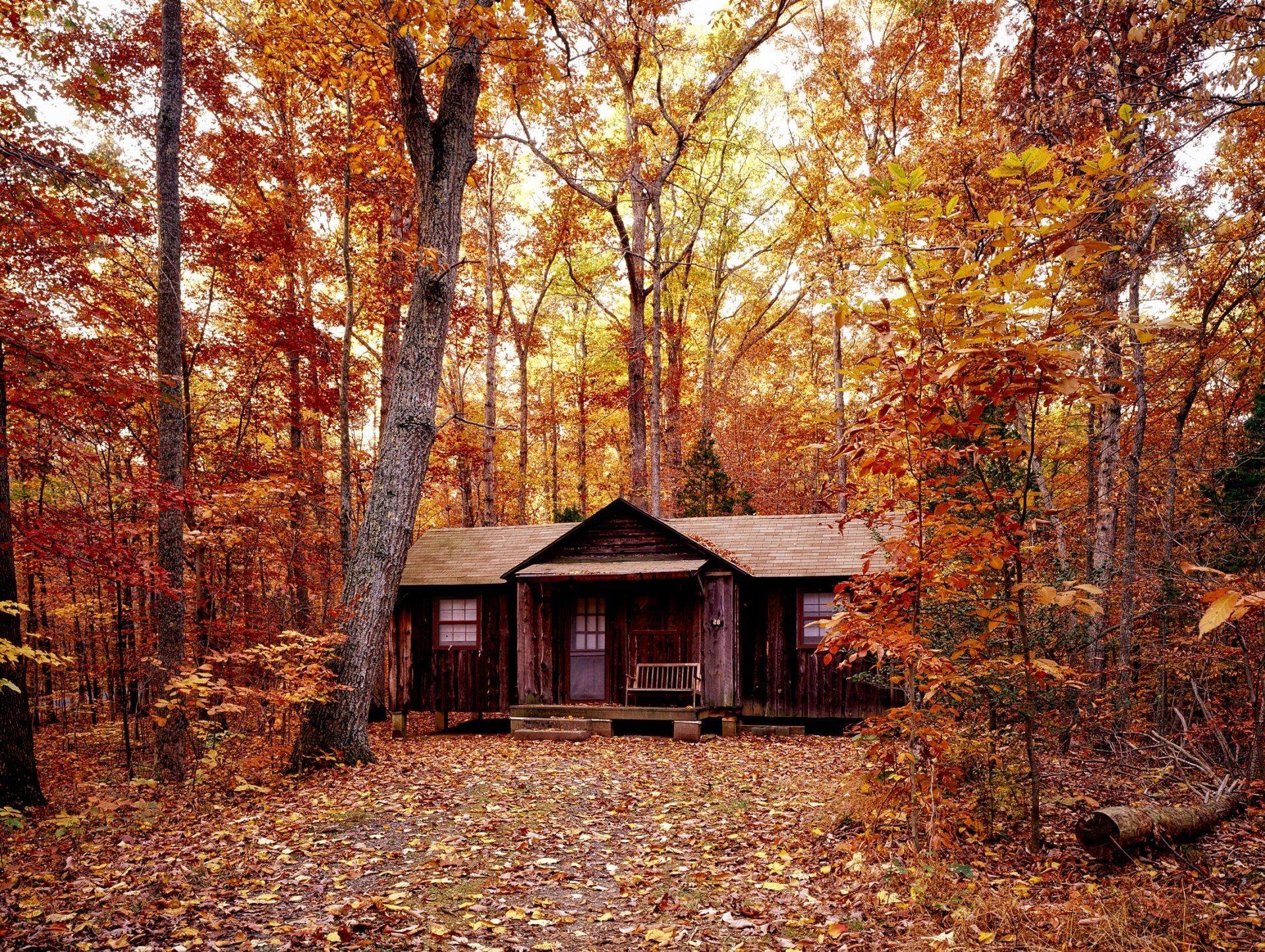 A small cabin in the middle of a forest covered in leaves.