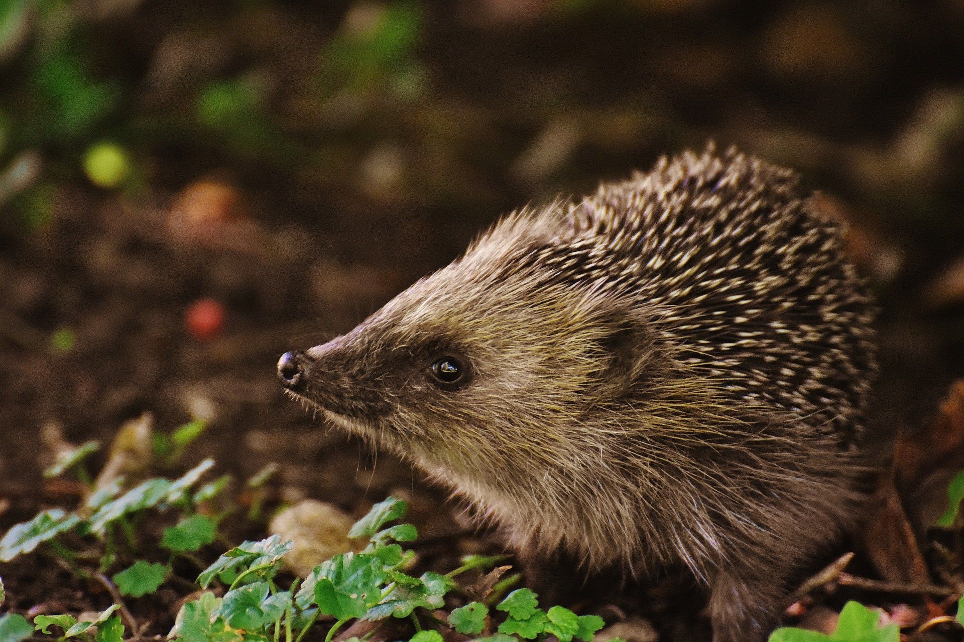 Hedgehog friendly fence panels Sheffield