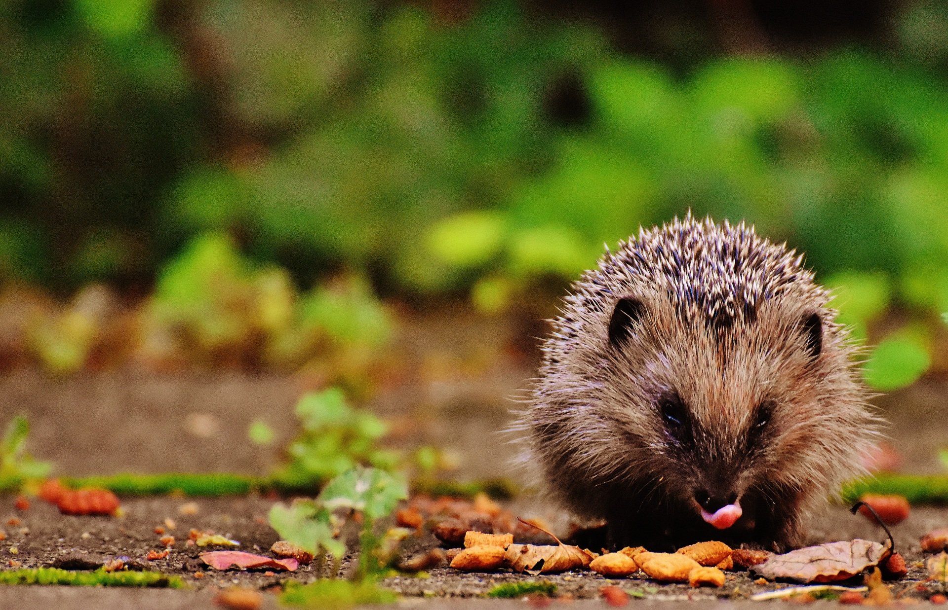 Hedgehog friendly fence panels Bristol