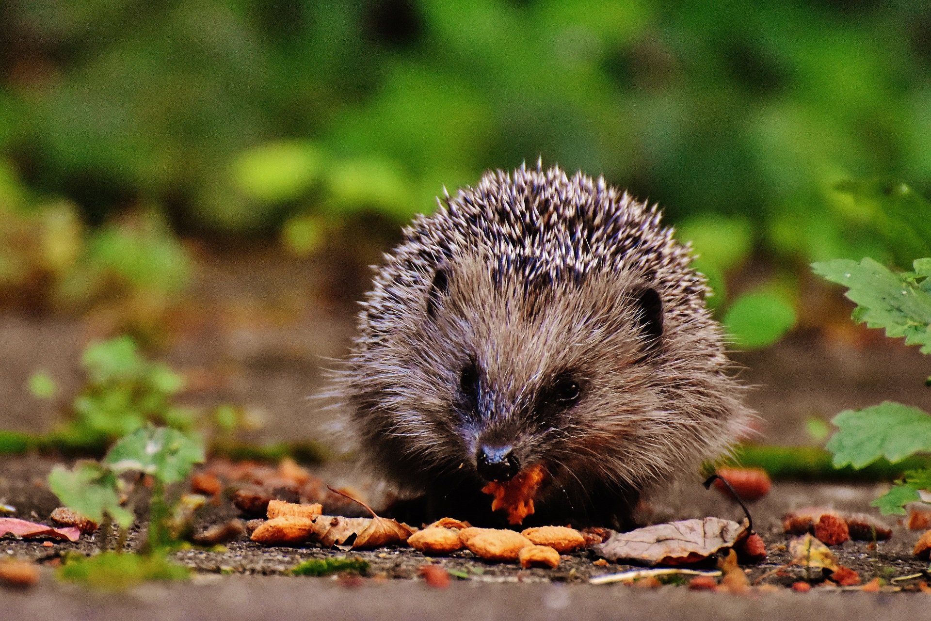 Hedgehog friendly fence panels Salisbury
