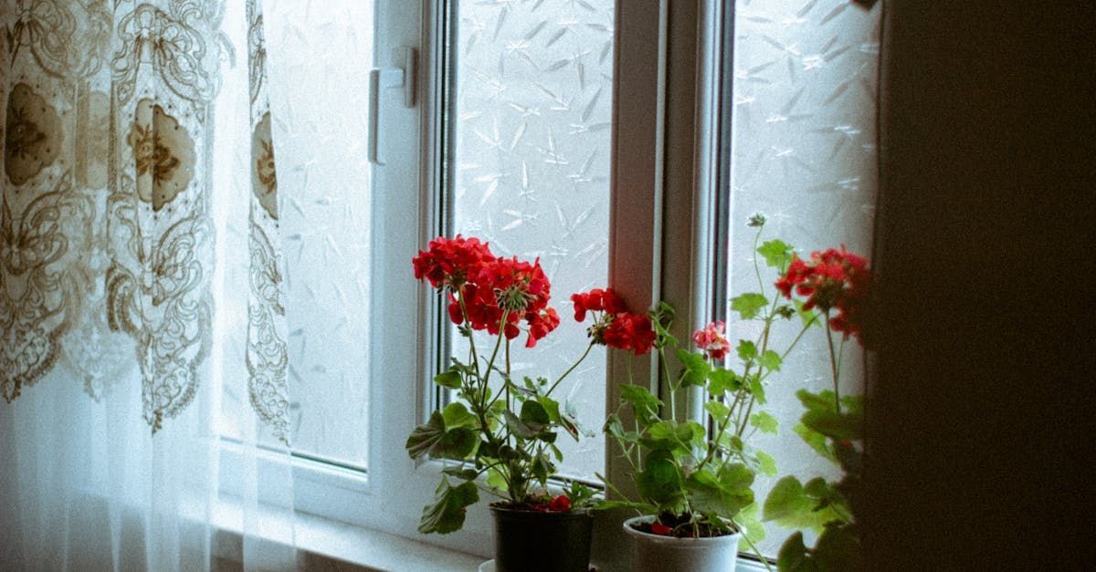 Two potted flowers are sitting on a window sill.