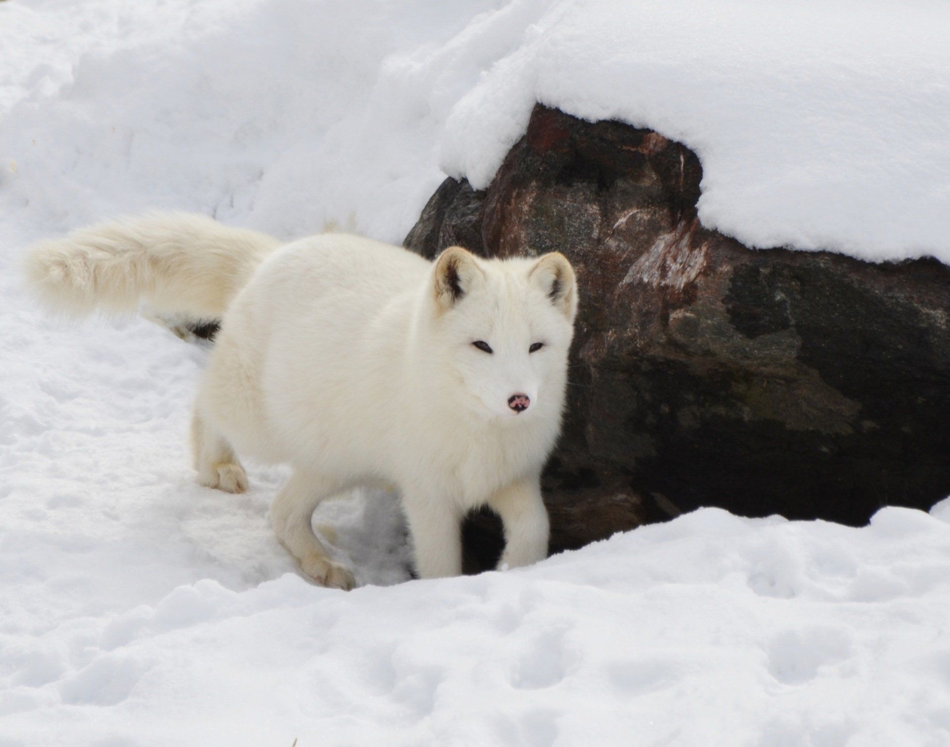 A white fox standing in the snow near a rock