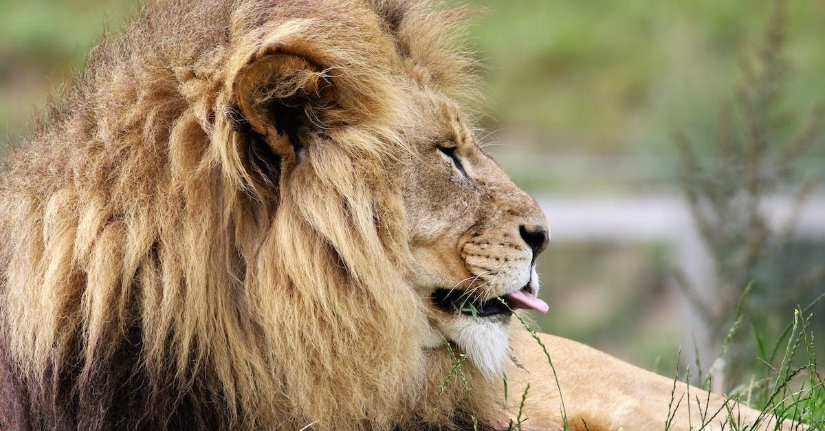 a close up of a lion with its tongue out