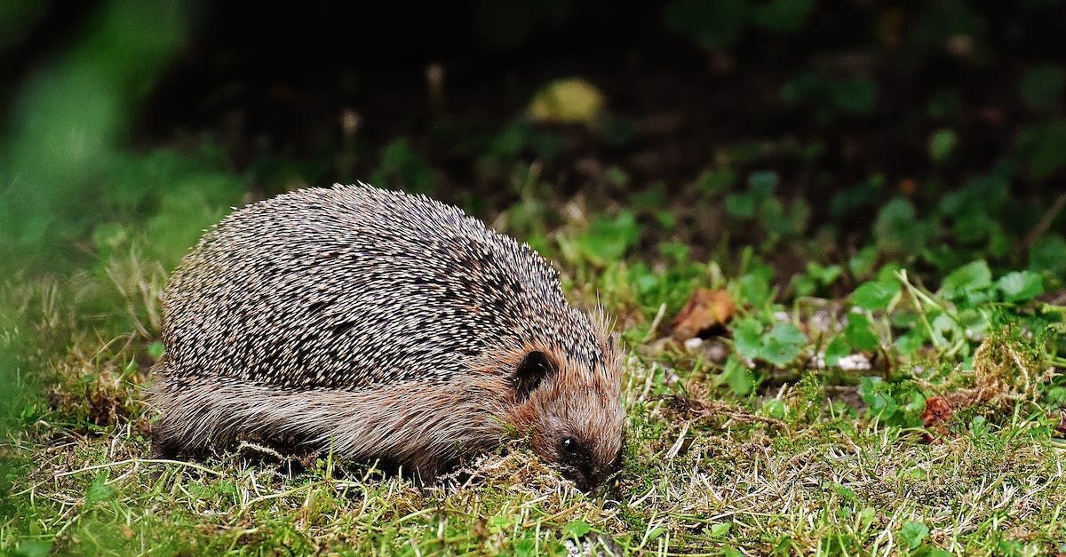 Hedgehog friendly fence panels Newcastle