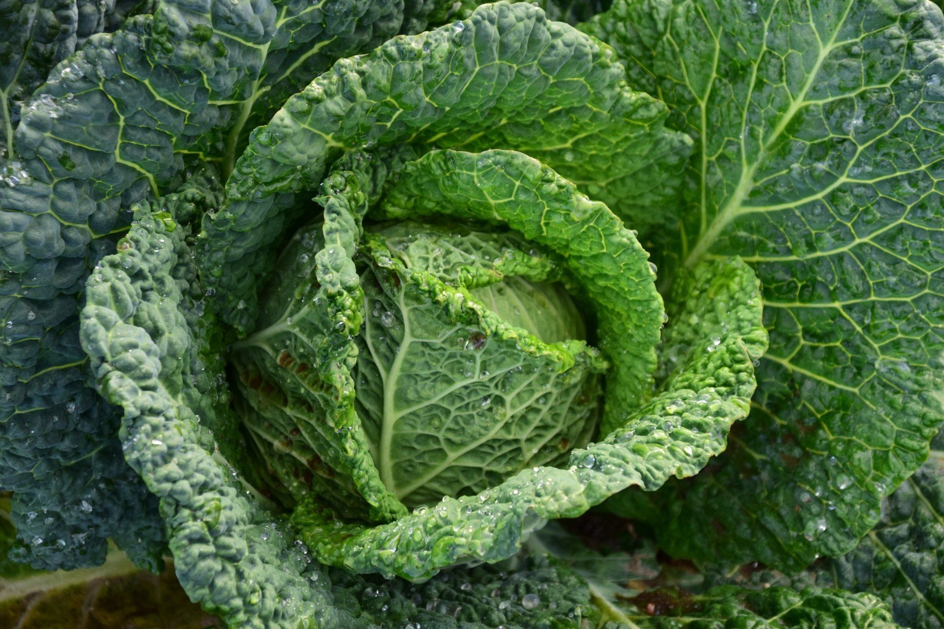 A close up of a cabbage with water drops on it.