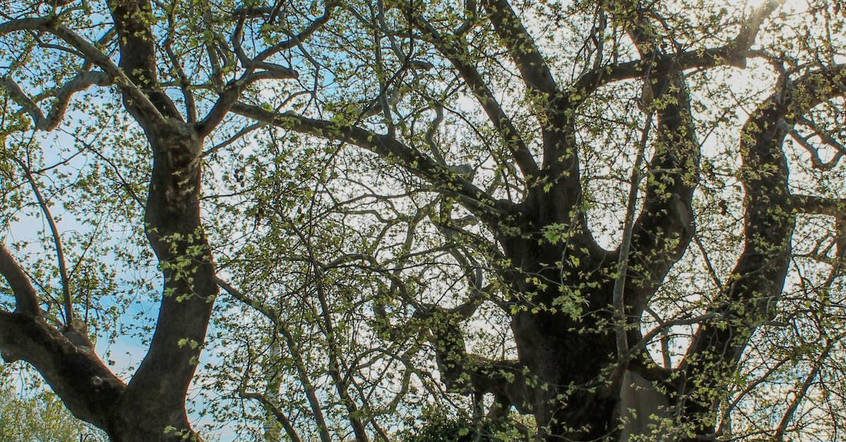 A tree with lots of branches and leaves against a blue sky.