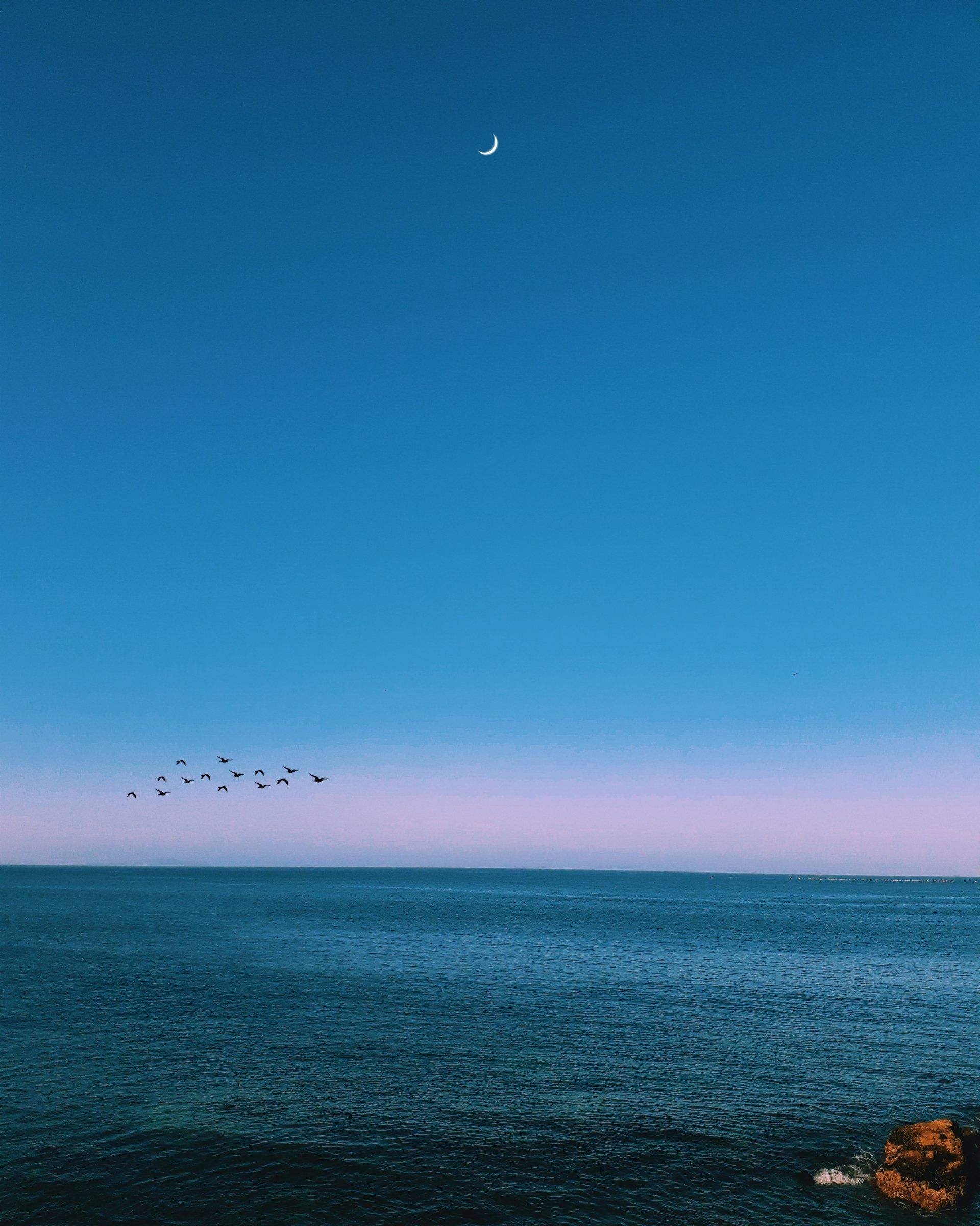 a flock of birds flying over the ocean with a crescent moon in the sky .