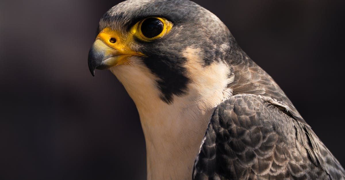 Close-up of a falcon with a yellow beak and eye, dark gray feathers, and white chest, looking to the side.