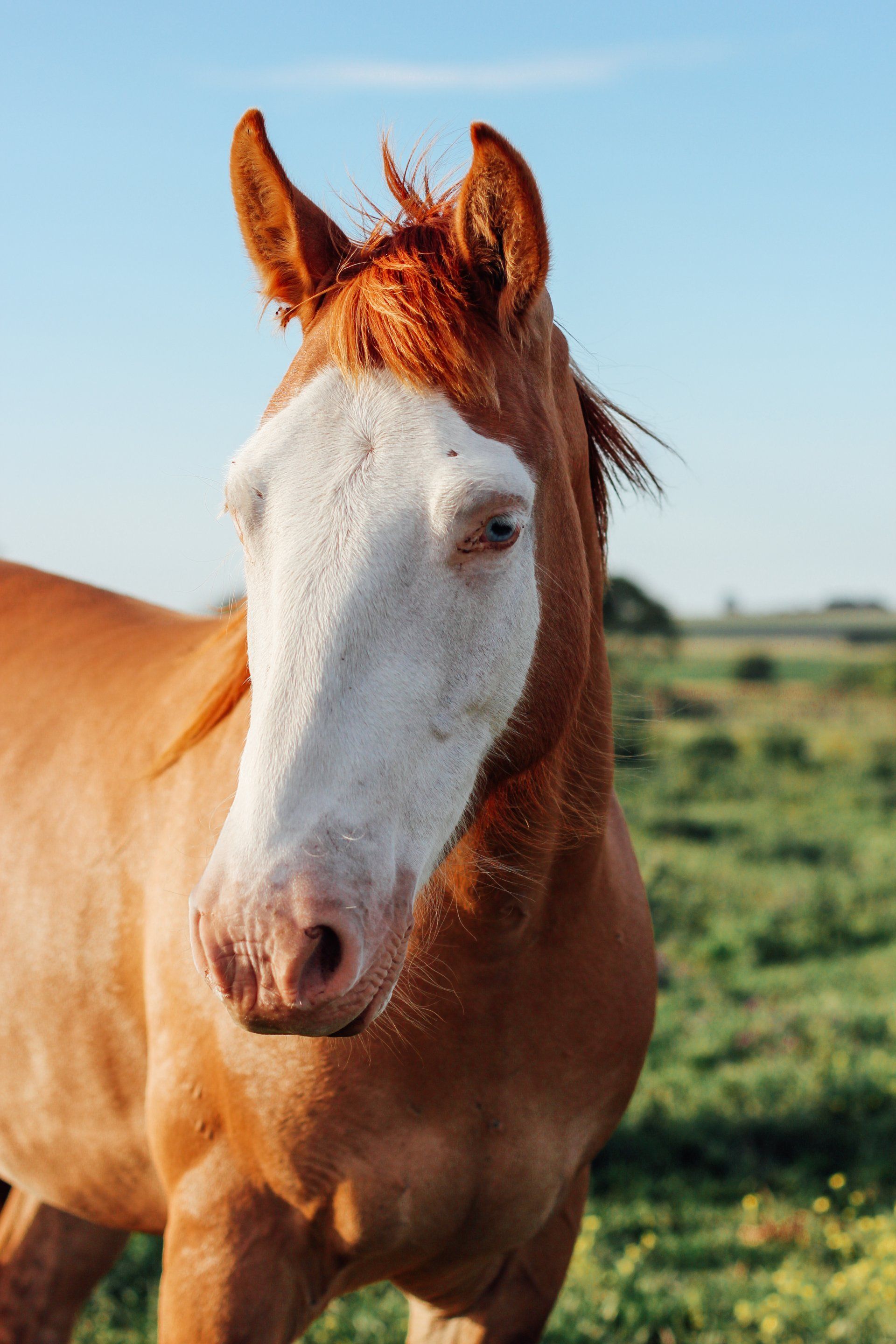 A brown horse with a white face is standing in a field.