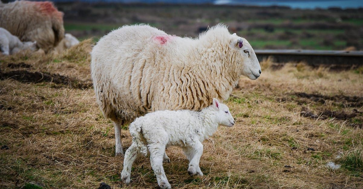 A sheep and a lamb are standing next to each other in a field.