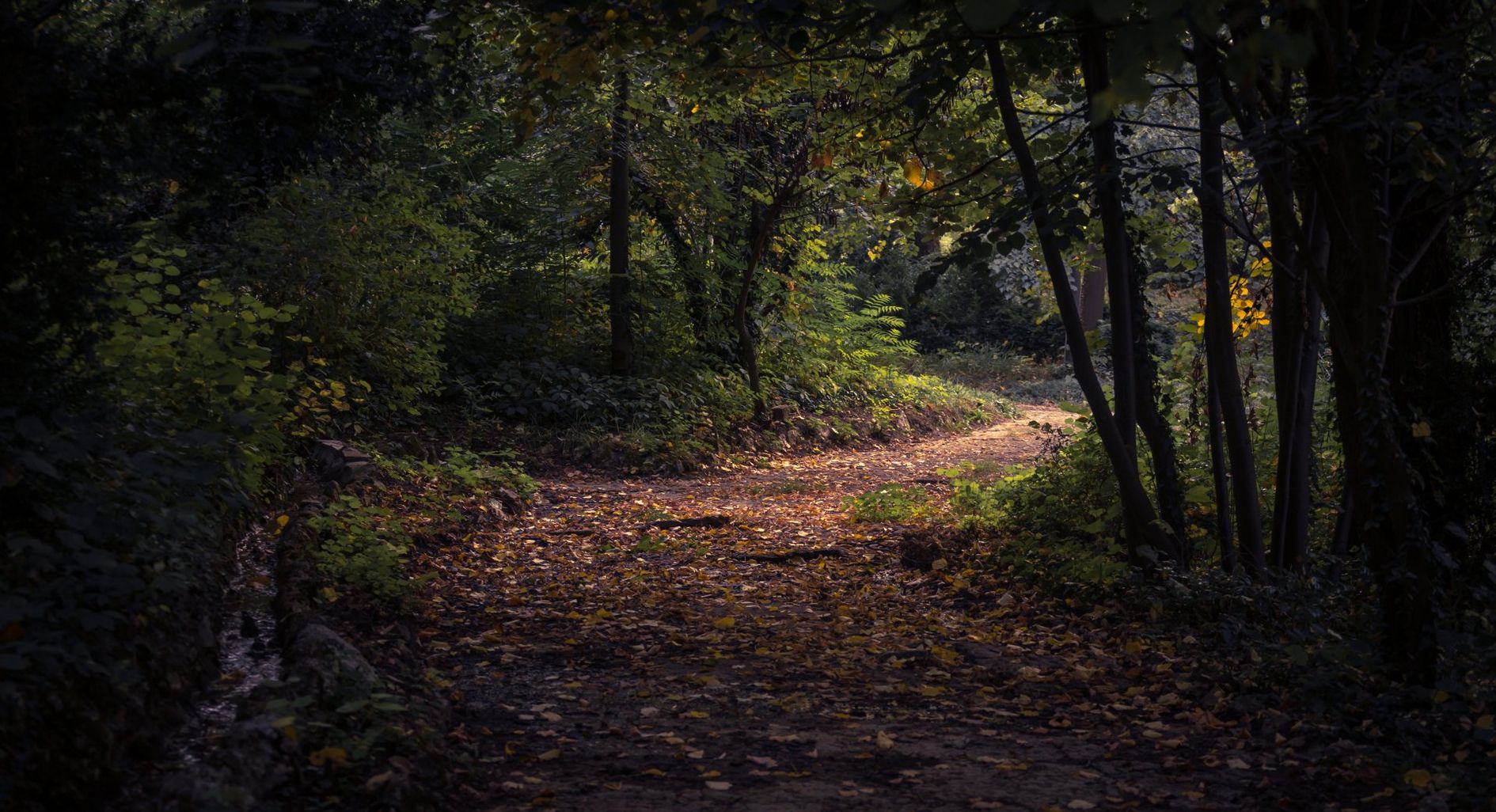 A path in the woods with leaves on the ground and trees.