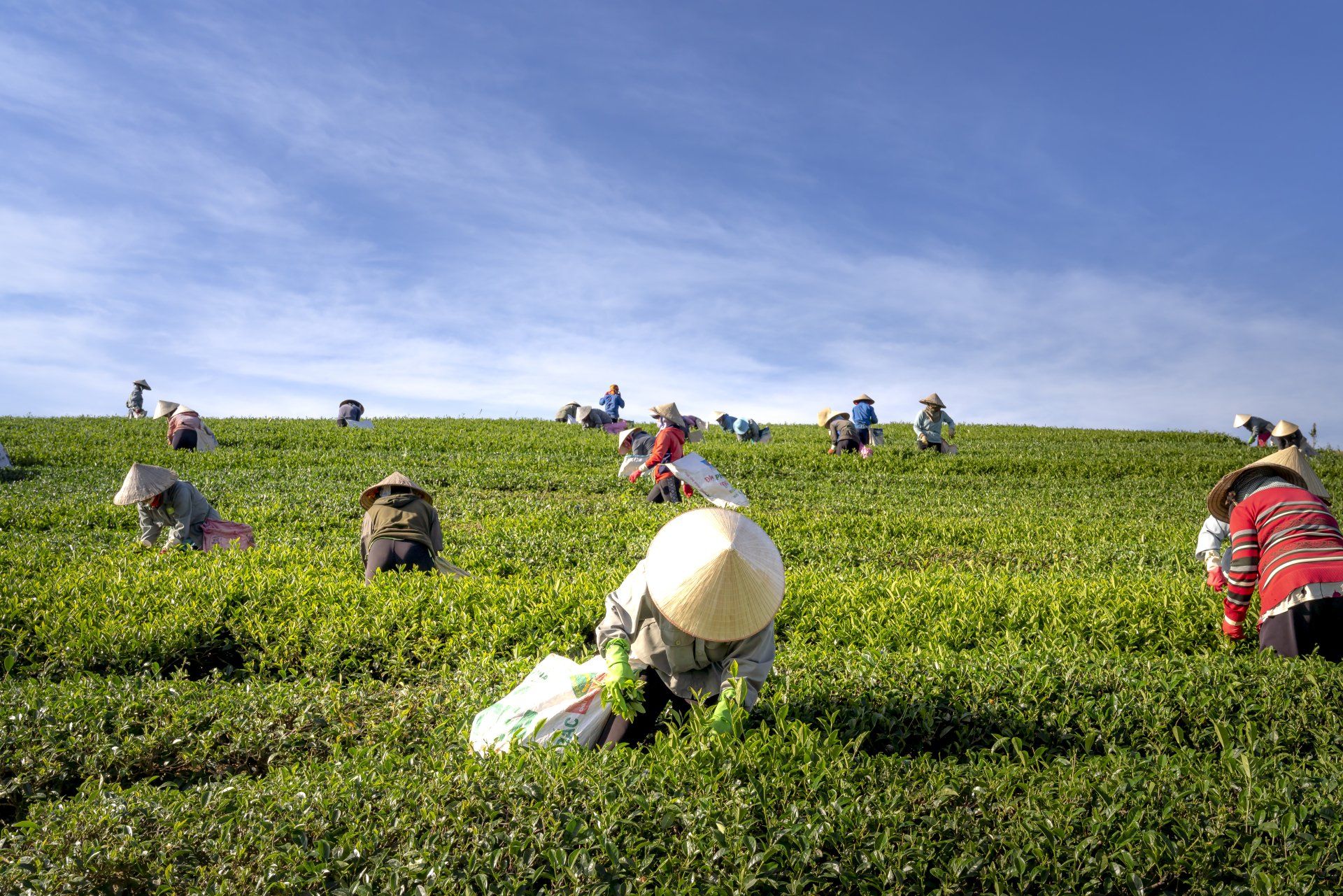 Agricultural Workers