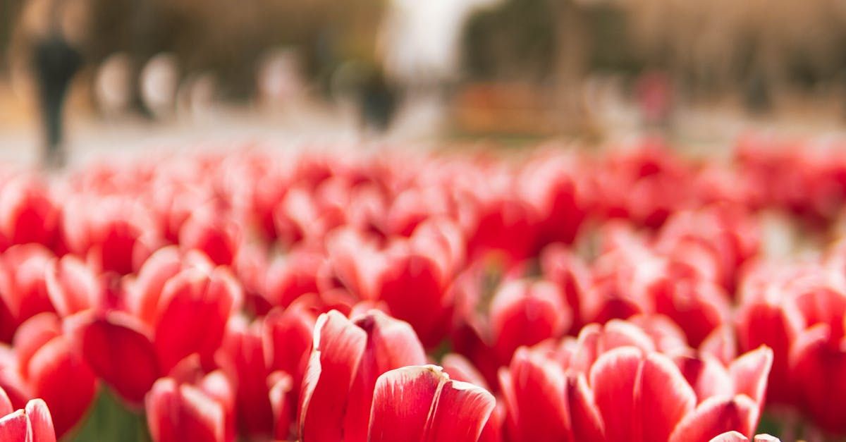 A field of red and white tulips with people walking in the background.